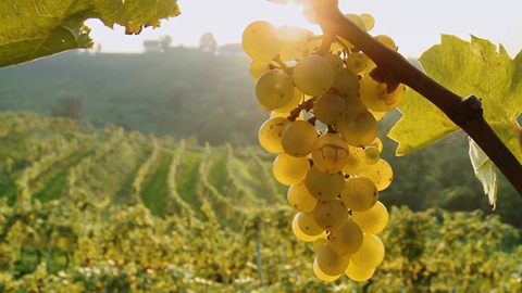 vinos eco